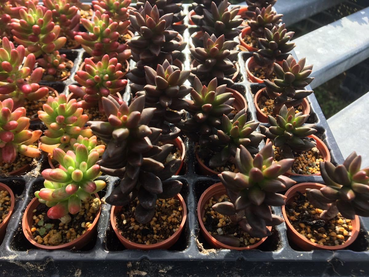 Amazon.co.jp: 多肉植物 セダム 4種類 1寸苗 72ポット 寄せ植え素材